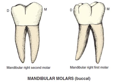 Difference Between Maxillary And Mandibular Molars .